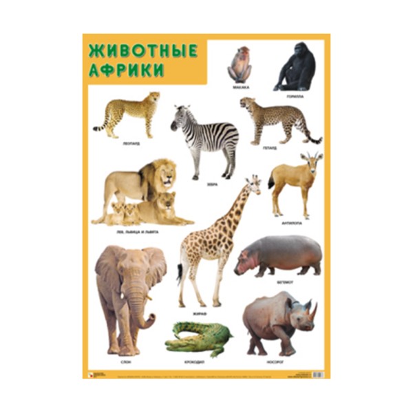 Плакат 978-5-43151-881-2 Животные Африки